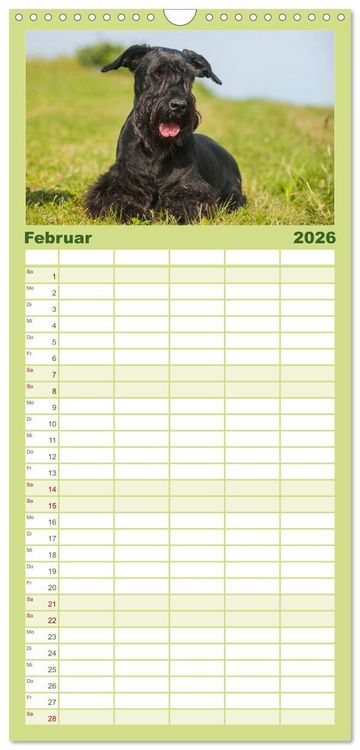 Produktbild: Familienplaner 2026 - Treuer Freund Riesenschnauzer mit 5 Spalten (Wandkalender, 21 x 45 cm) CALVENDO