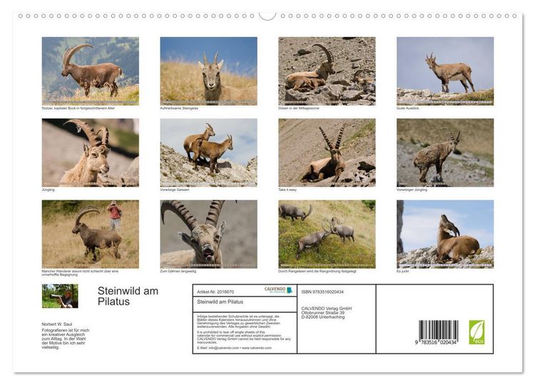 Produktbild: Steinwild am Pilatus (hochwertiger Premium Wandkalender 2026 DIN A2 quer), Kunstdruck in Hochglanz