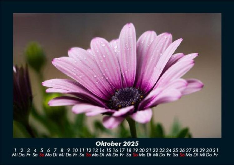 Produktbild: Pflanzen und Bl&uuml;ten 2025 Fotokalender DIN A5
