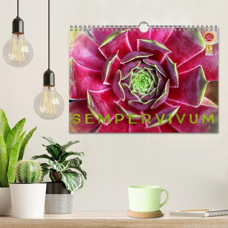 Produktbild: Sempervivum - Hauswurz (Wandkalender 2026 DIN A4 quer), CALVENDO Monatskalender