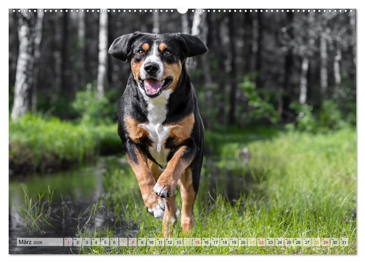 Produktbild: Entlebucher - Temperamentvolle Schweizer Sennenhunde (Wandkalender 2026 DIN A2 quer), CALVENDO Monatskalender