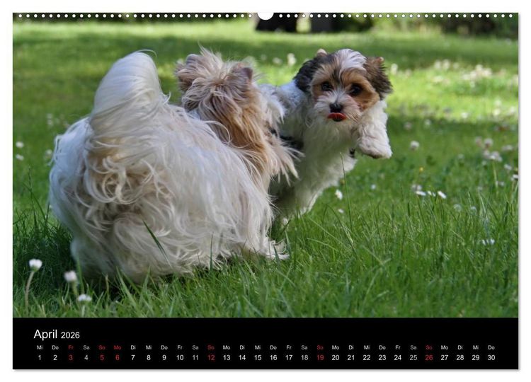 Produktbild: Mit dem Yorki durch das Jahr 2026 (hochwertiger Premium Wandkalender 2026 DIN A2 quer), Kunstdruck in Hochglanz