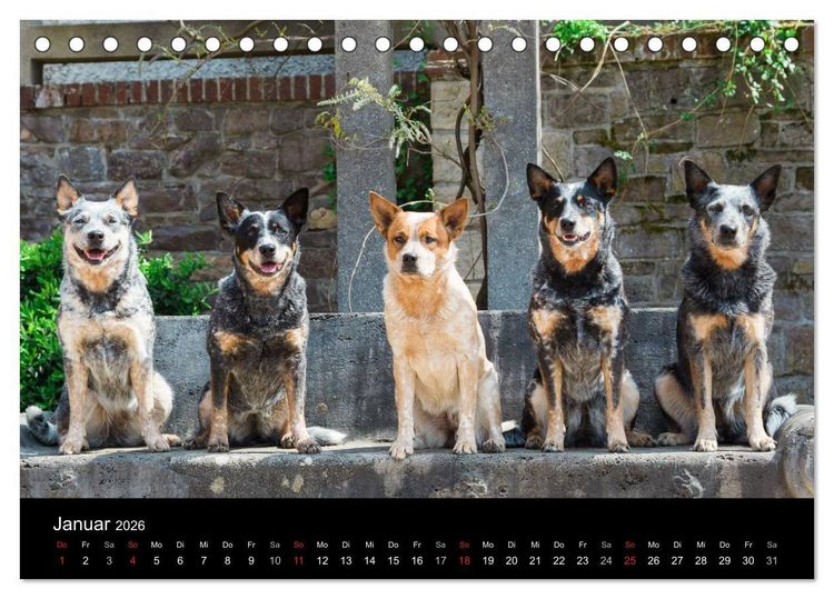 Produktbild: Australian Cattle Dogs zwischen Kunst und Kultur (Tischkalender 2026 DIN A5 quer), CALVENDO Monatskalender