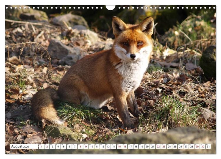 Produktbild: Waldtiere (Wandkalender 2026 DIN A3 quer), CALVENDO Monatskalender