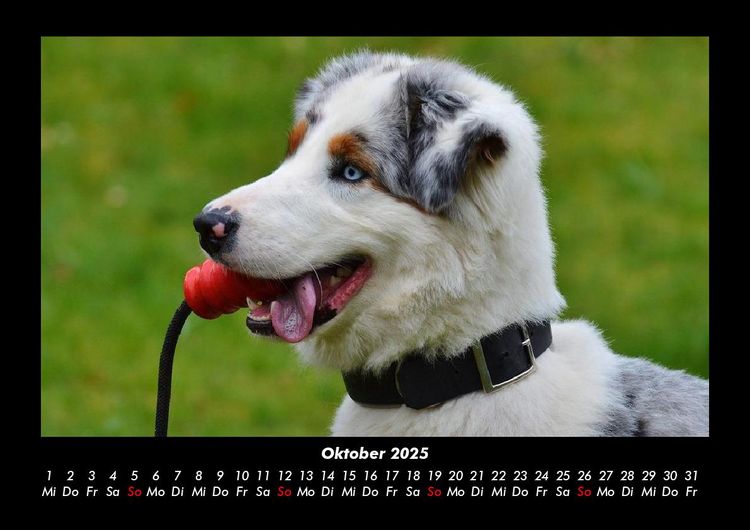 Produktbild: Hundezauber 2025 Fotokalender DIN A3