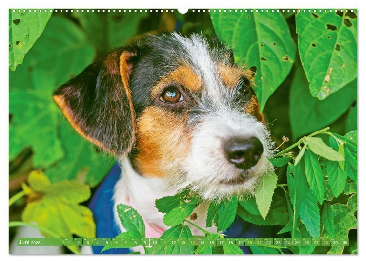 Produktbild: Jack Russell Terrier: flink und verspielt (Wandkalender 2026 DIN A2 quer), CALVENDO Monatskalender