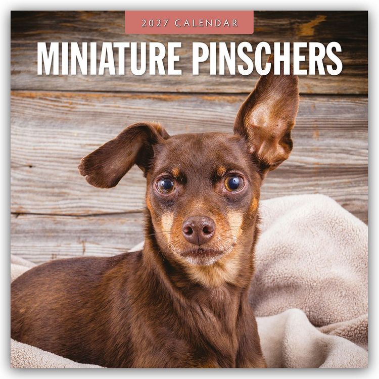 Produktbild: Miniature Pinschers &ndash; Zwergpinscher &ndash; Rehpinscher 2027 &ndash; 16-Monatskalender