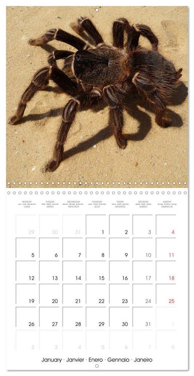 Produktbild: Spiders and Tarantulas (Wall Calendar 2026 12 &times; 12 Inch) CALVENDO 12 Month Wall Calendar