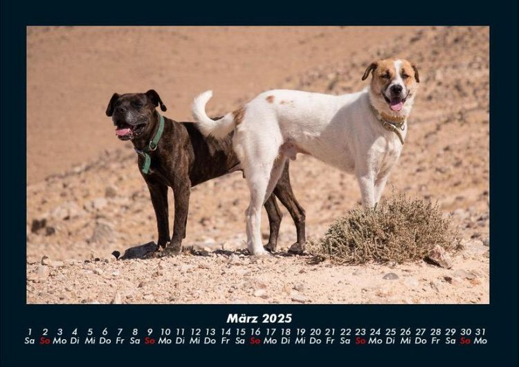 Produktbild: Hunde 2025 Fotokalender DIN A4
