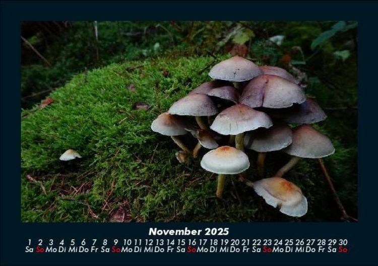 Produktbild: Pilzkalender 2025 Fotokalender DIN A5