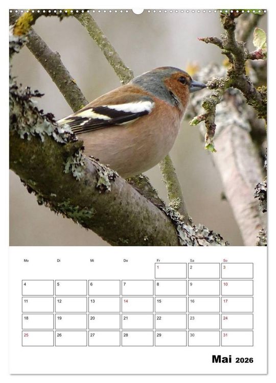 Produktbild: Amsel, Drossel, Fink und Star - beobachtet (Wandkalender 2026 DIN A2 hoch), CALVENDO Monatskalender