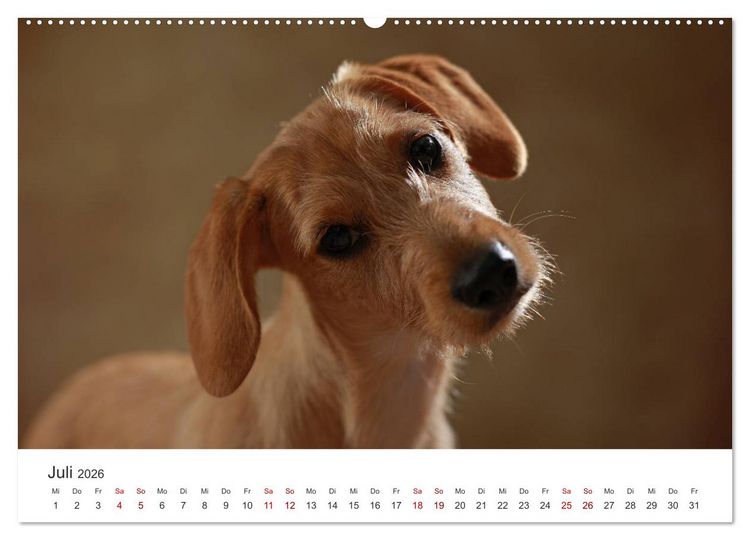 Produktbild: Welpenblicke (hochwertiger Premium Wandkalender 2026 DIN A2 quer), Kunstdruck in Hochglanz