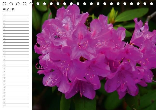 Produktbild: Ich denk an Dich ... Pers&ouml;nlicher Terminkalender (Tischkalender immerw&auml;hrend DIN A5 quer)