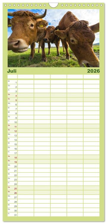 Produktbild: Familienplaner 2026 - Kuhckst du? mit 5 Spalten (Wandkalender, 21 x 45 cm) CALVENDO