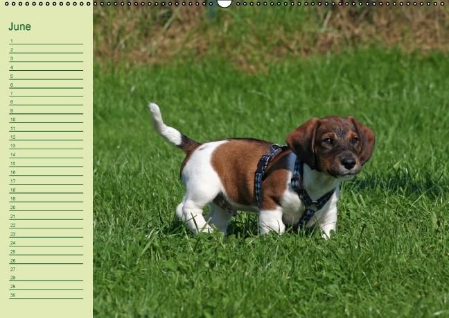 Produktbild: Puppies Birthday Calendar / UK-Version (Wall Calendar perpetual DIN A2 Landscape)
