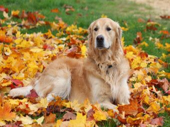 Produktbild: CALVENDO Puzzle Golden Retriever | 1000 Teile Lege-Gr&ouml;&szlig;e 64x48cm Foto-Puzzle f&uuml;r gl&uuml;ckliche Stunden