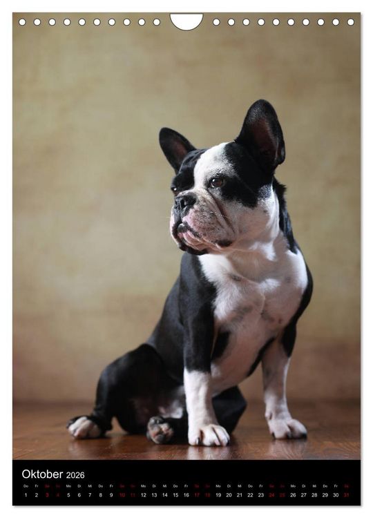 Produktbild: Bullys mit Charme - Franz&ouml;sische Bulldoggen im Portrait (Wandkalender 2026 DIN A4 hoch), CALVENDO Monatskalender