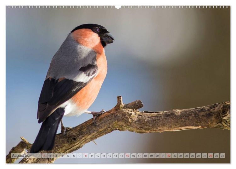 Produktbild: NATUR PUR Heimische Singv&ouml;gel (hochwertiger Premium Wandkalender 2027 DIN A2 quer), Kunstdruck in Hochglanz