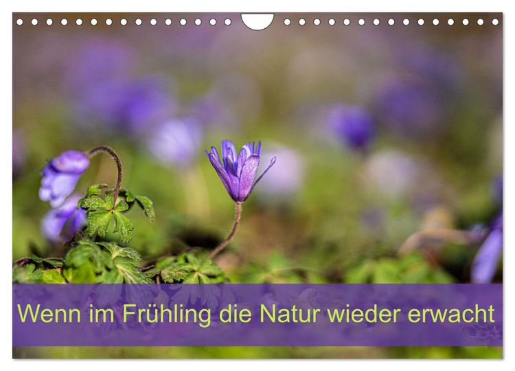 Produktbild: Wenn im Fr&uuml;hling die Natur wieder erwacht (Wandkalender 2026 DIN A4 quer), CALVENDO Monatskalender