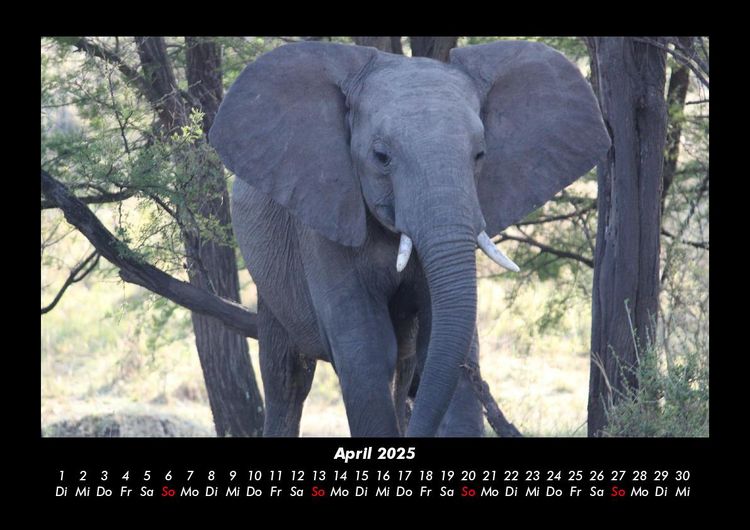 Produktbild: Elefanten - Die sanften Riesen Afrikas 2025 Fotokalender DIN A3