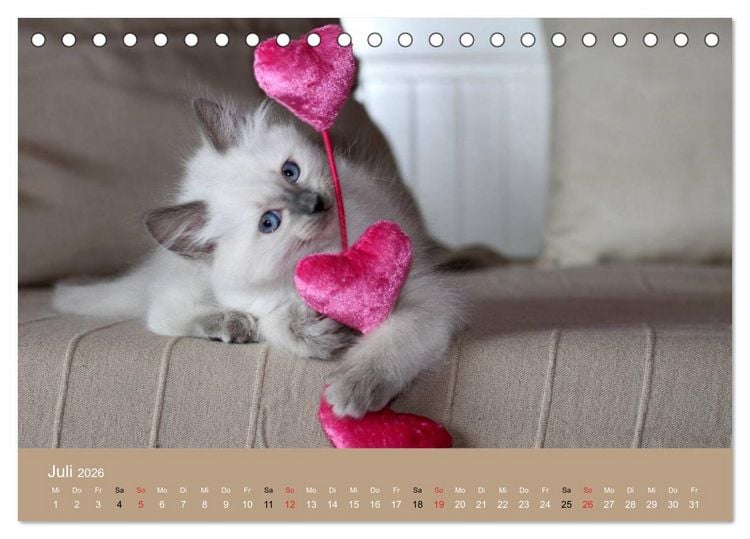 Produktbild: Verliebt in Ragdolls ... die sanfte Katzenrasse (Tischkalender 2026 DIN A5 quer), CALVENDO Monatskalender
