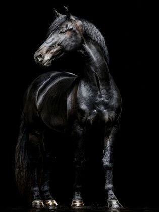 Produktbild: CALVENDO Puzzle Schwarze Eleganz - Pferde Rappe | 1000 Teile Lege-Gr&ouml;&szlig;e 64x48cm Foto-Puzzle f&uuml;r gl&uuml;ckliche Stunden
