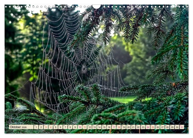 Produktbild: Spinnennetze - Wunder der Natur (Wandkalender 2026 DIN A3 quer), CALVENDO Monatskalender
