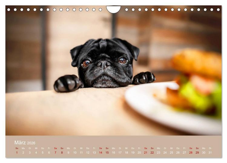 Produktbild: Diesel - ein mopsiges Leben (Wandkalender 2026 DIN A4 quer), CALVENDO Monatskalender
