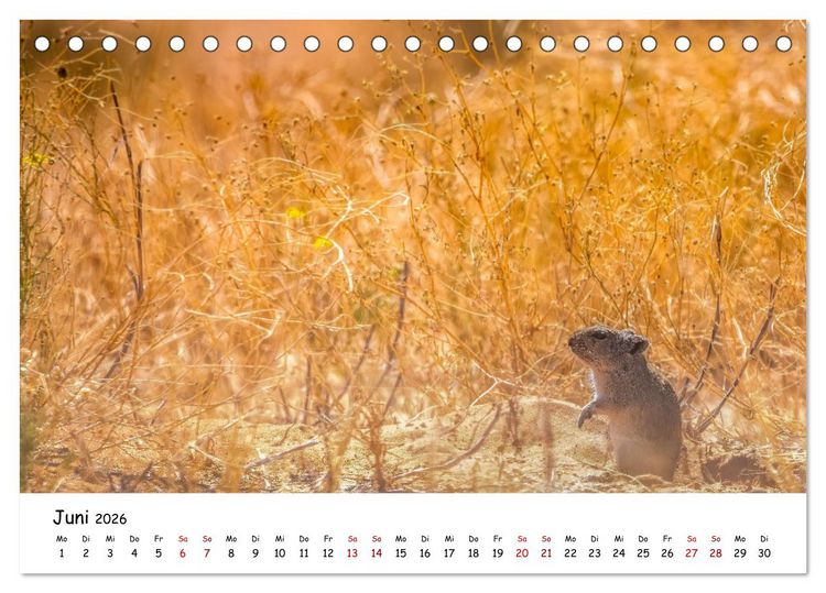 Produktbild: Afrikas kleine Stars (Tischkalender 2026 DIN A5 quer), CALVENDO Monatskalender