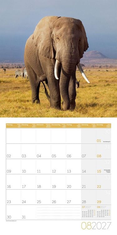 Produktbild: Elefanten Kalender 2027 - 30x30 - Art12