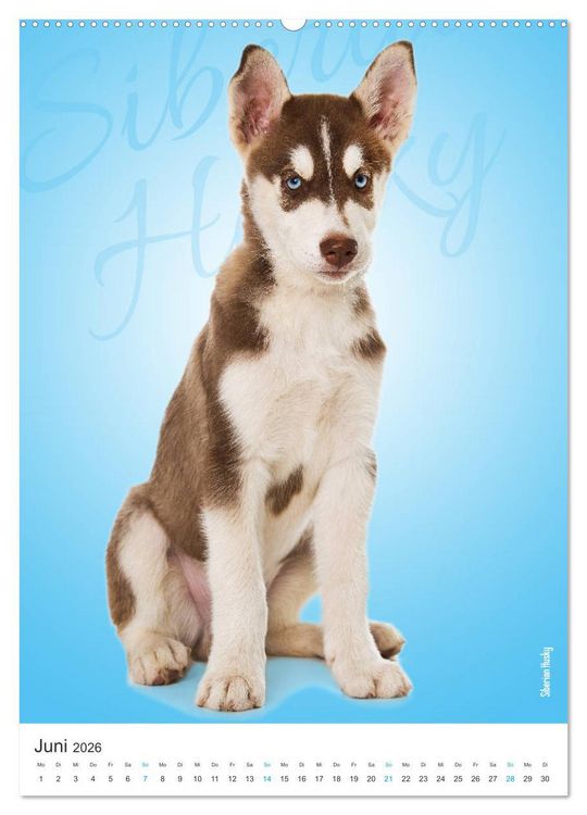 Produktbild: Kunterbunte Hundewelpen (Wandkalender 2026 DIN A2 hoch), CALVENDO Monatskalender