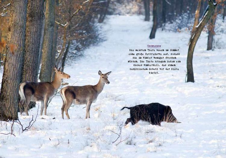 Produktbild: Meine kleine Winterkunde