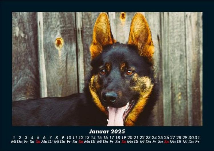 Produktbild: Hundezauber 2025 Fotokalender DIN A5