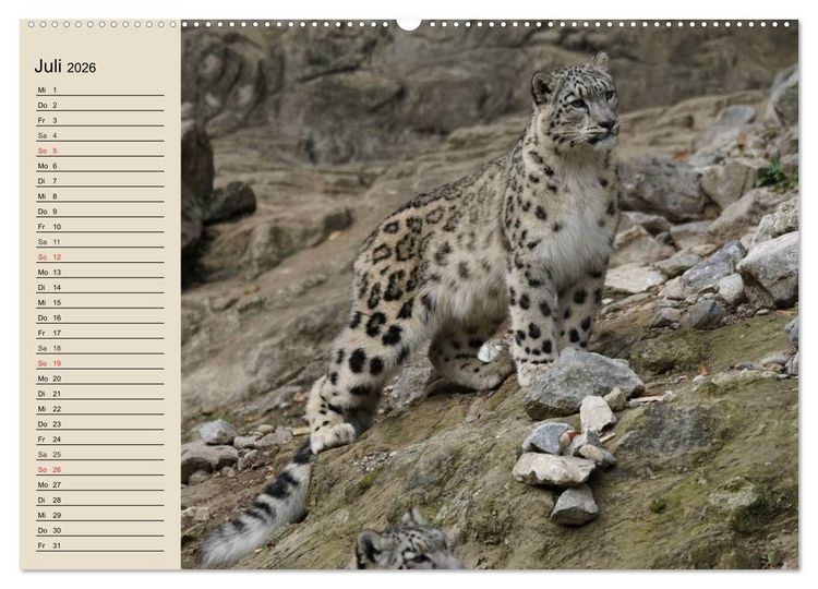 Produktbild: Schneeleoparden. Geschmeidige Gebirgsj&auml;ger (hochwertiger Premium Wandkalender 2026 DIN A2 quer), Kunstdruck in Hochglanz