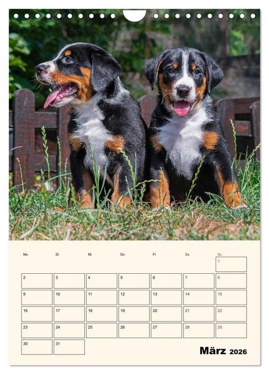 Produktbild: Appenzeller Sennenhund - Mit Plan durch das Jahr (Wandkalender 2026 DIN A4 hoch), CALVENDO Monatskalender