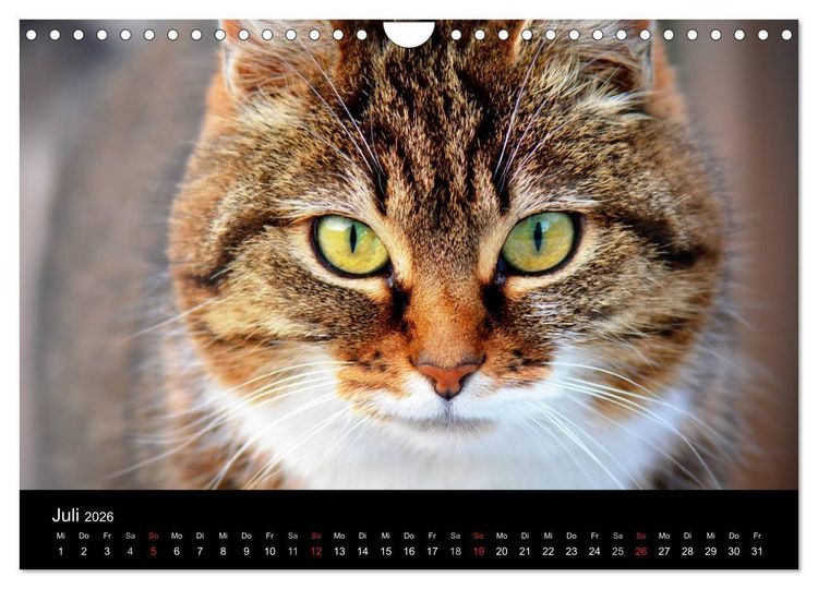 Produktbild: Haustiger - Ein Katzenkalender (Wandkalender 2026 DIN A4 quer), CALVENDO Monatskalender