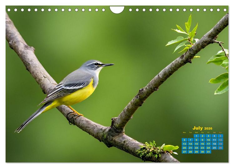 Produktbild: Singers from our regions - Our intimate nature (Wall Calendar 2026 DIN A4 landscape), CALVENDO 12 Month Wall Calendar