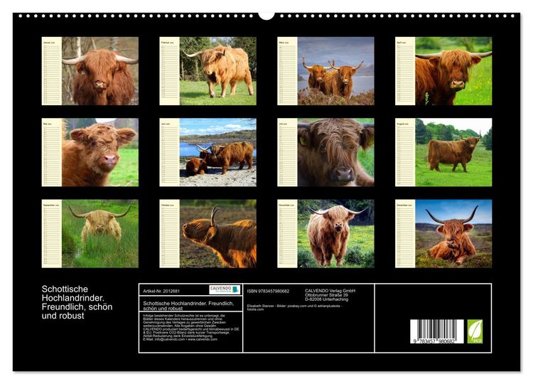 Produktbild: Schottische Hochlandrinder. Freundlich, sch&ouml;n und robust (hochwertiger Premium Wandkalender 2026 DIN A2 quer), Kunstdruck in Hochglanz
