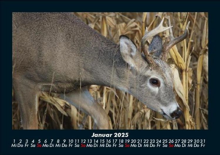 Produktbild: Waldbewohner 2025 Fotokalender DIN A5