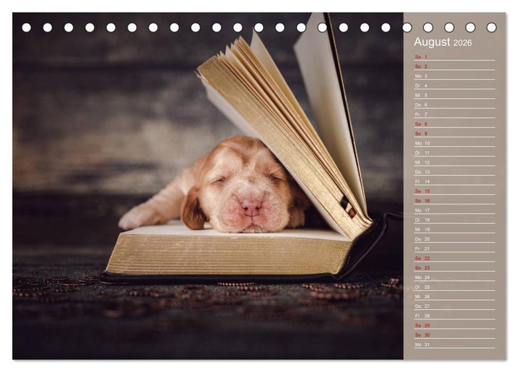 Produktbild: Englische Cocker Spaniel Welpen (Tischkalender 2026 DIN A5 quer), CALVENDO Monatskalender