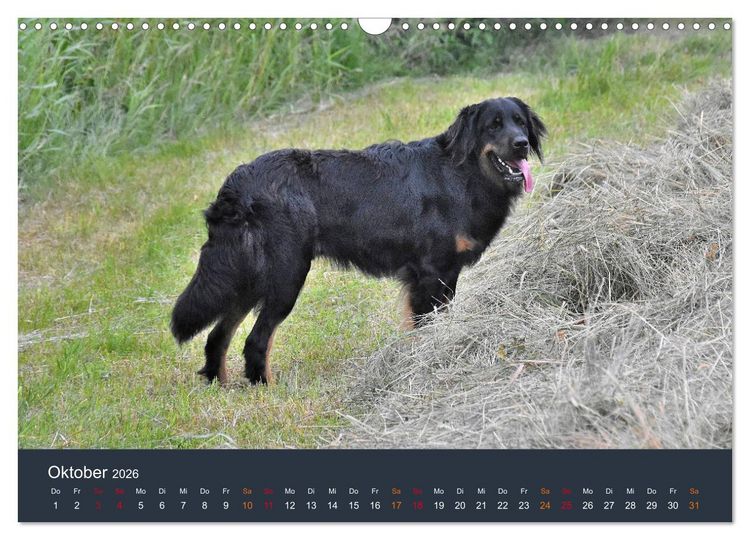 Produktbild: Ein Hovawart, ein Wachhund (Wandkalender 2026 DIN A3 quer), CALVENDO Monatskalender