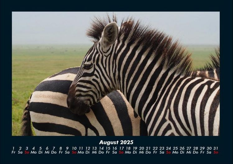 Produktbild: Zebrazauber 2025 Fotokalender DIN A4