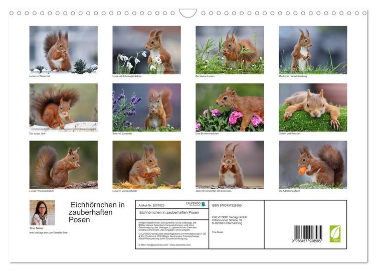 Produktbild: Eichh&ouml;rnchen in zauberhaften Posen (Wandkalender 2026 DIN A3 quer), CALVENDO Monatskalender