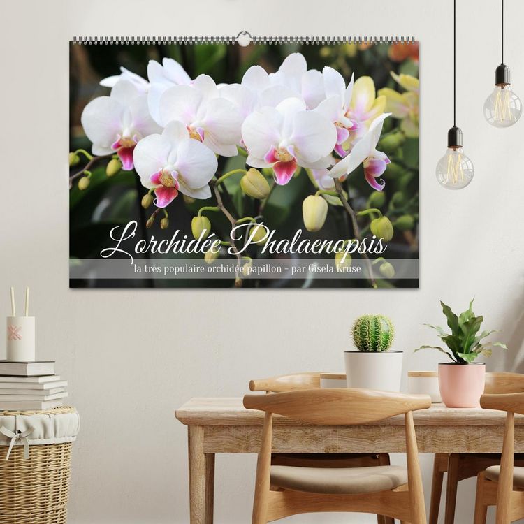 Produktbild: L'orchid&eacute;e Phalaenopsis (Calendrier mural 2026 DIN A2 vertical), CALVENDO calendrier mensuel