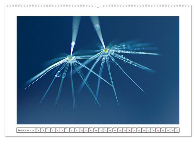 Produktbild: Zauberhafte Pusteblumen (hochwertiger Premium Wandkalender 2026 DIN A2 quer), Kunstdruck in Hochglanz