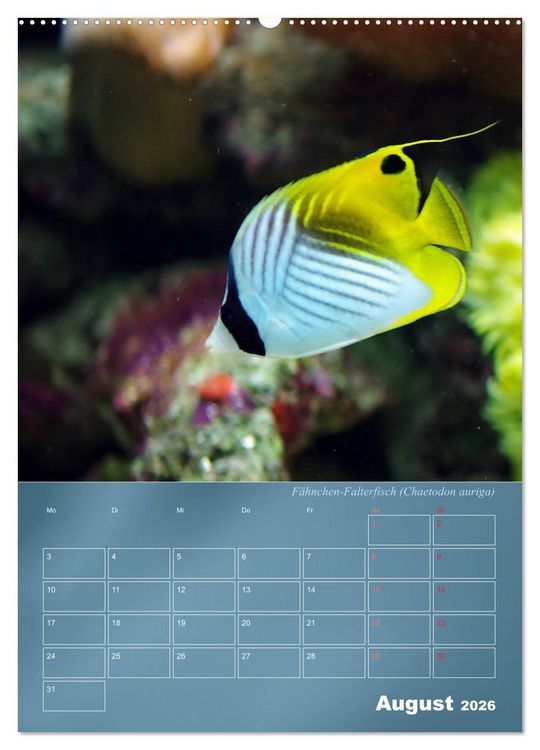 Produktbild: Bunte Riffbewohner - Fische, Anemonen und noch viel mehr (Wandkalender 2026 DIN A2 hoch), CALVENDO Monatskalender