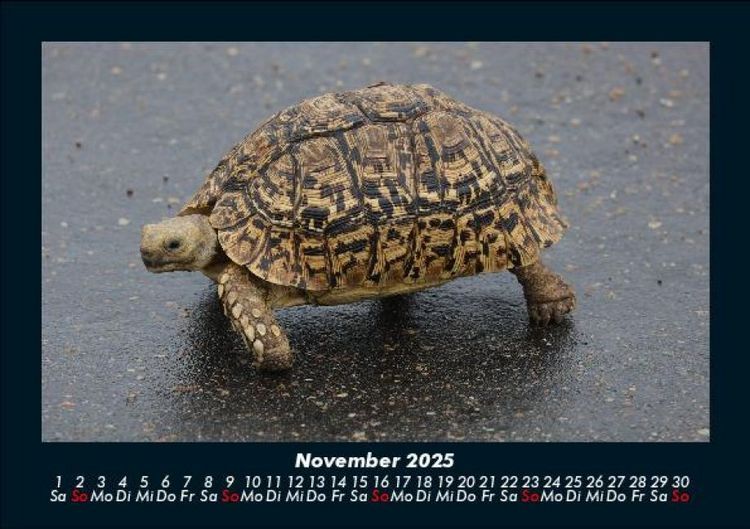 Produktbild: Schildkr&ouml;tenzauber 2025 Fotokalender DIN A5
