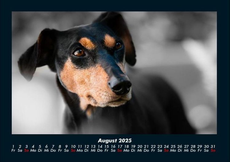 Produktbild: Hundezauber 2025 Fotokalender DIN A4