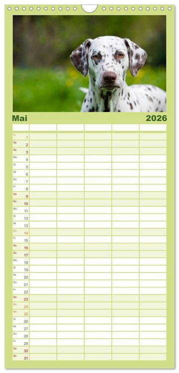 Produktbild: Familienplaner 2026 - Dalmatiner mit 5 Spalten (Wandkalender, 21 x 45 cm) CALVENDO