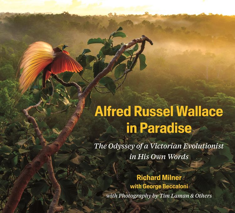 Produktbild: Alfred Russel Wallace in Paradise